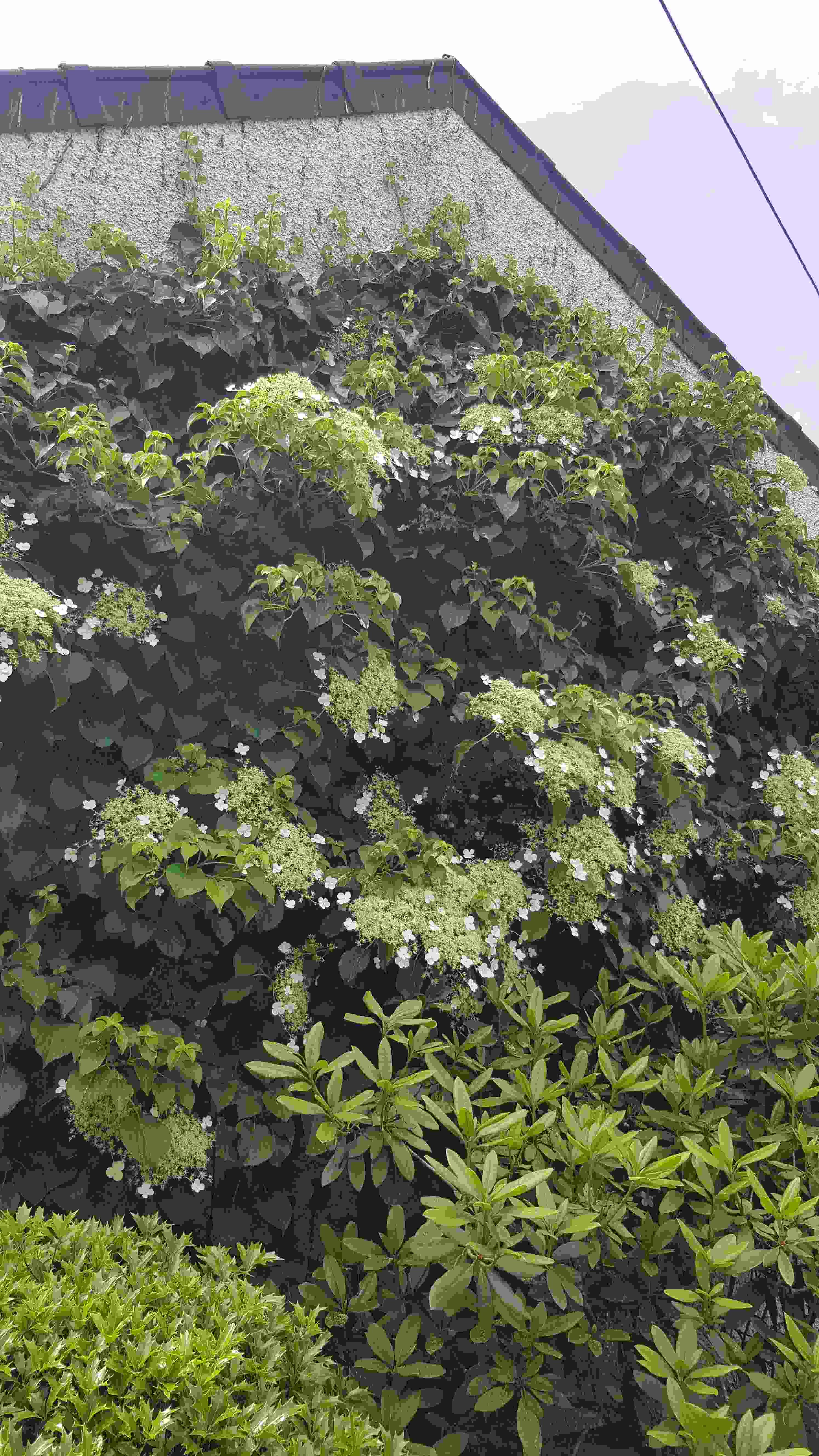 20190610hydrangea petiolaris.jpg